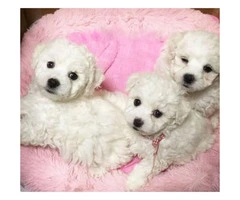 Goldendoodle puppies for adoption, 2 Males and 1 female