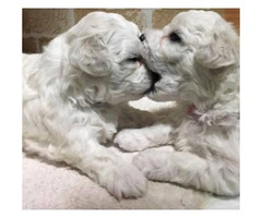 Goldendoodle puppies for adoption, 2 Males and 1 female - 2