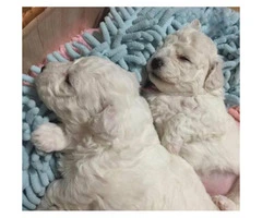 Goldendoodle puppies for adoption, 2 Males and 1 female - 3
