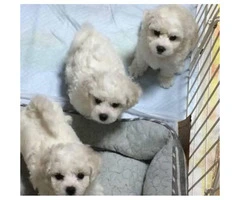 Goldendoodle puppies for adoption, 2 Males and 1 female - 4