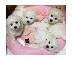 Goldendoodle puppies for adoption, 2 Males and 1 female in ...