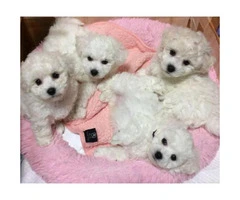 Goldendoodle puppies for adoption, 2 Males and 1 female - 5