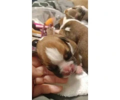 1 male 2 female boxer puppies for sale