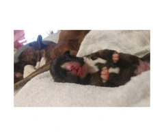 1 male 2 female boxer puppies for sale - 2
