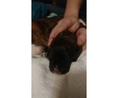 1 male 2 female boxer puppies for sale - 3