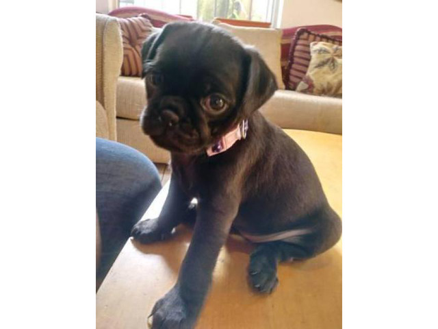 Adorable Black CKC pug puppies in Atlanta, Georgia - Puppies for Sale