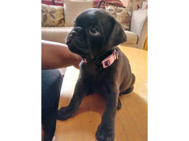 Adorable Black CKC pug puppies in Atlanta, Georgia - Puppies for Sale