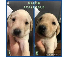 AKC labs Black & Yellow Available - 2
