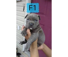 4 Pitbull puppies are eady to go - 2