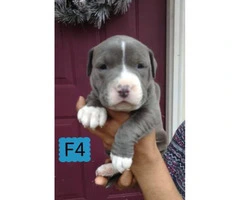 4 Pitbull puppies are eady to go - 4