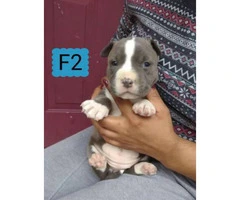 4 Pitbull puppies are eady to go - 6