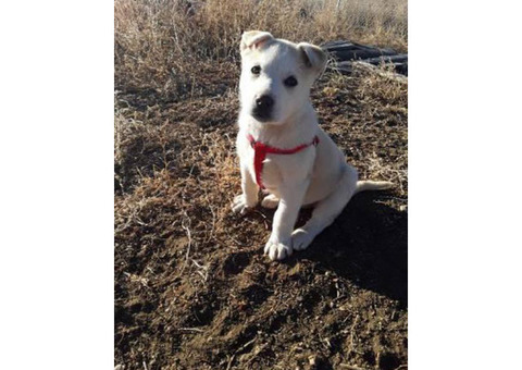 8 weeks old female husky puppy