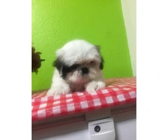 2 month old Shihtzu pups for sale - 1