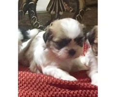 2 month old Shihtzu pups for sale - 2