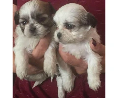 2 month old Shihtzu pups for sale - 3