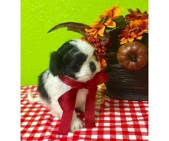 2 month old Shihtzu pups for sale - 4