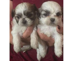 2 month old Shihtzu pups for sale - 5