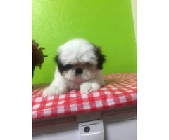 2 month old Shihtzu pups for sale - 6