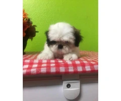 2 month old Shihtzu pups for sale - 7