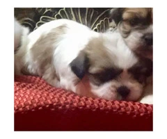 2 month old Shihtzu pups for sale - 8