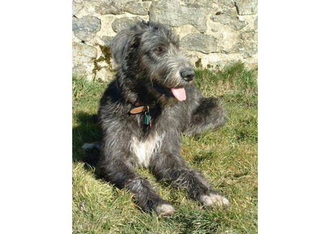 Irish Wolfhound Puppies Available