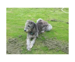 Irish Wolfhound Puppies Available - 2