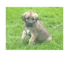 Irish Wolfhound Puppies Available - 3