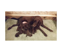 Registered AKC Labrador puppies great family dog
