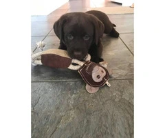 Registered AKC Labrador puppies great family dog - 2