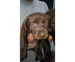 Registered AKC Labrador puppies great family dog - 3
