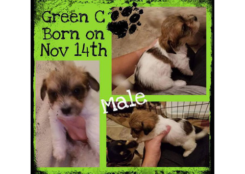 9 week old Rashons Puppies (Bichon & Rat Terrier) for sale