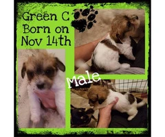 9 week old Rashons Puppies (Bichon & Rat Terrier) for sale