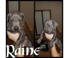 Blue Great Dane puppies available