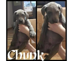 Blue Great Dane puppies available - 2