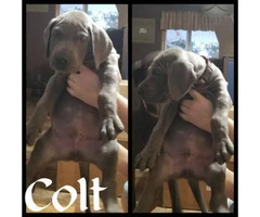 Blue Great Dane puppies available - 3
