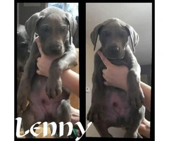 Blue Great Dane puppies available - 4