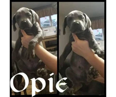 Blue Great Dane puppies available - 5
