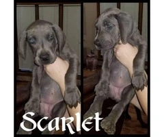 Blue Great Dane puppies available - 6