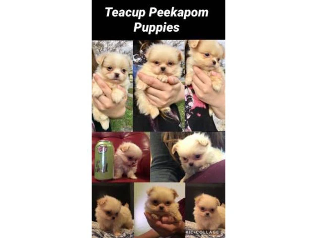 2 teacup peekapoms they will be under 6 pounds - 1/6