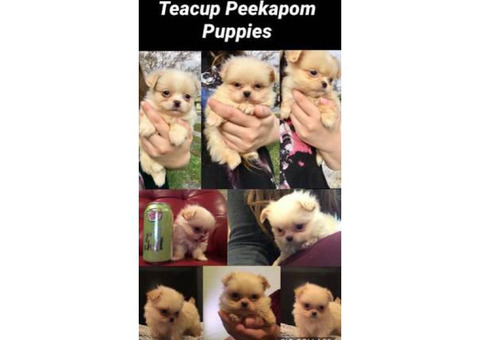 2 teacup peekapoms they will be under 6 pounds