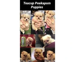 2 teacup peekapoms they will be under 6 pounds