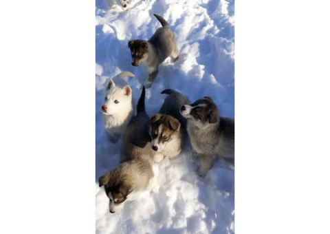 11 week old pure bred husky puppies available