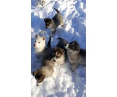 11 week old pure bred husky puppies available - 1