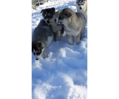 11 week old pure bred husky puppies available - 2