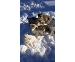 11 week old pure bred husky puppies available - 3