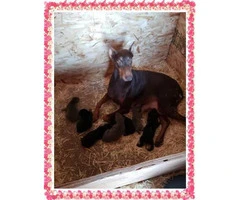 7 beautiful doberman puppies looking for great homes