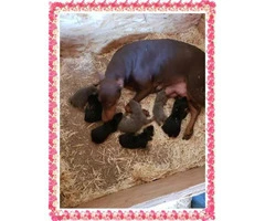 7 beautiful doberman puppies looking for great homes - 2
