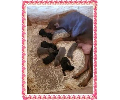 7 beautiful doberman puppies looking for great homes - 3