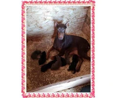 7 beautiful doberman puppies looking for great homes - 4