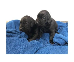 Black and Yellow Labrador puppies with AKC Reg.